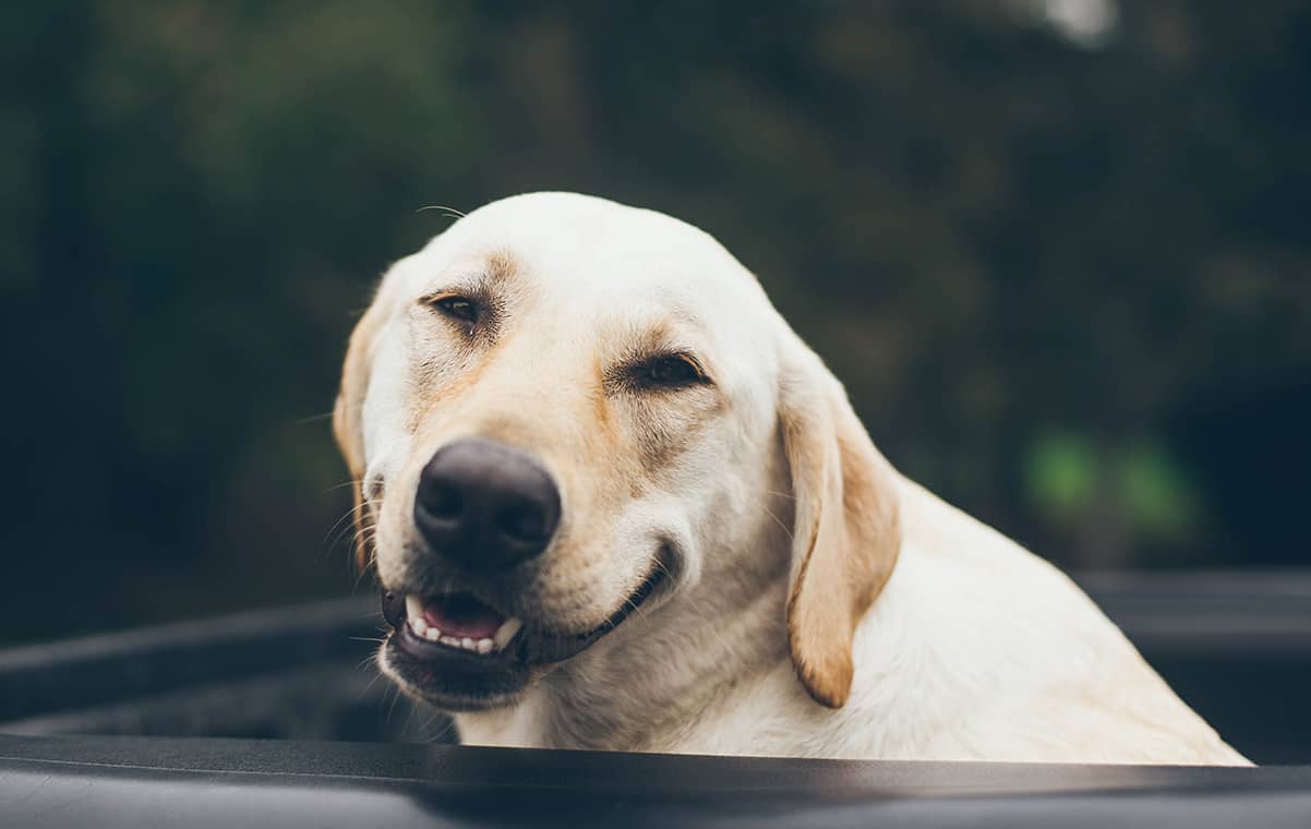 Happy Dog