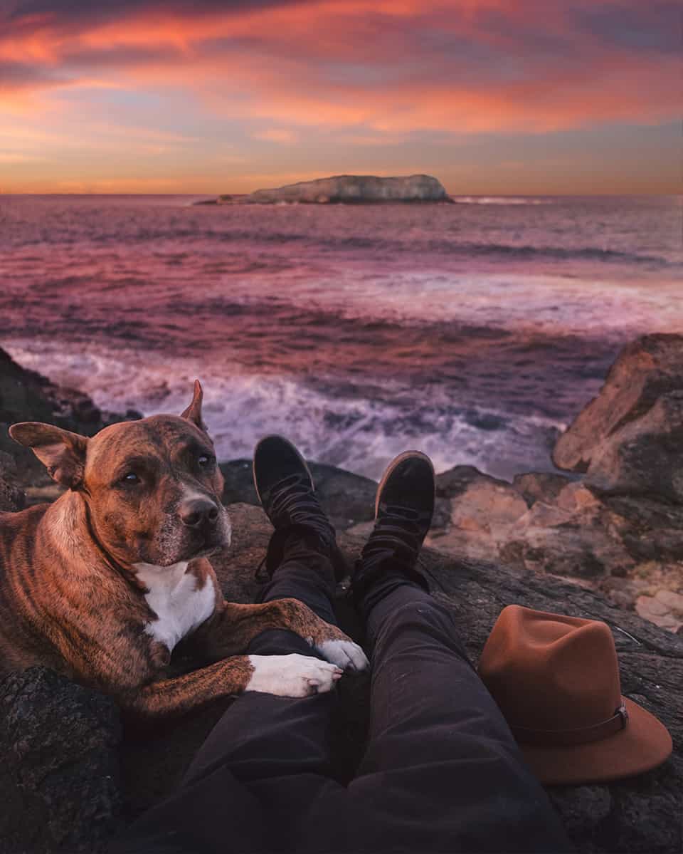 Happy Dog at Ocean