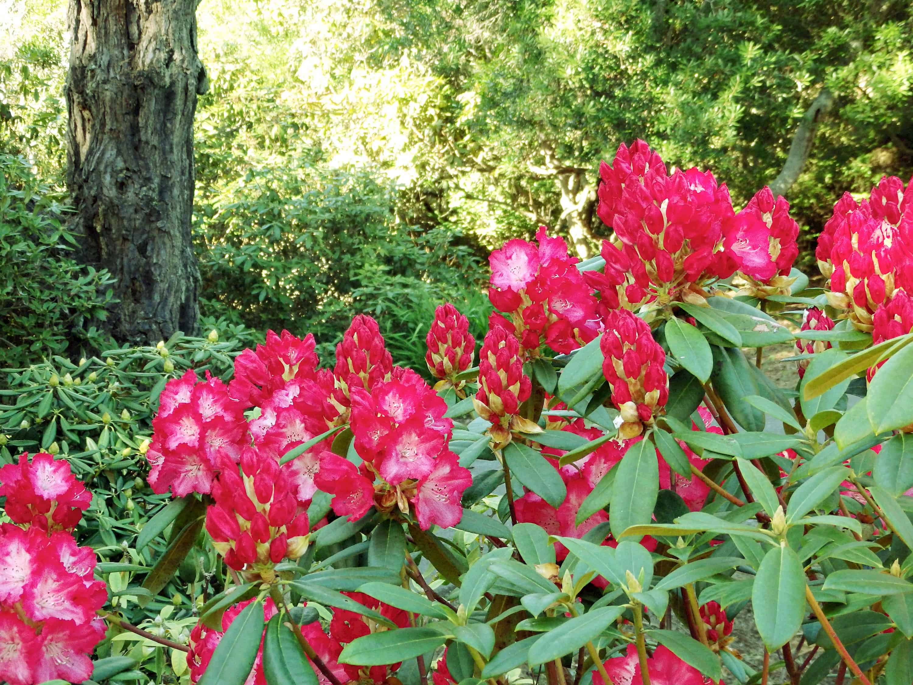 Rhododendrons Walks at the Mendocino Coast Botanical Gardens